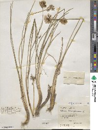 Allium schoenoprasum image