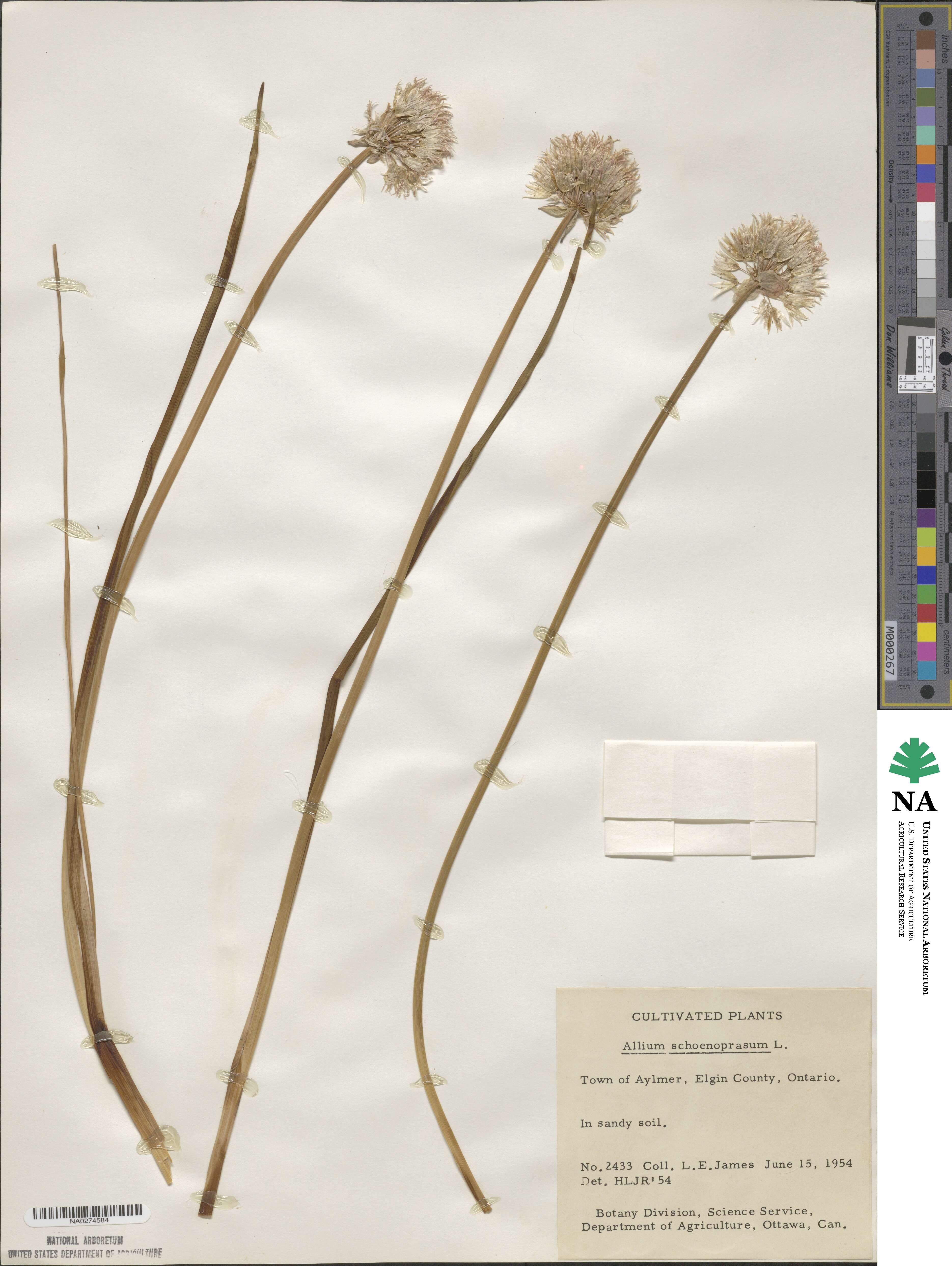Allium schoenoprasum image