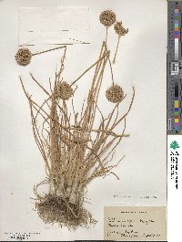 Allium senescens image