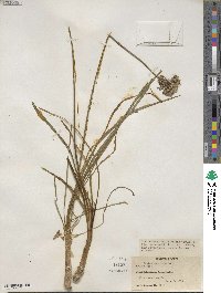 Allium senescens image