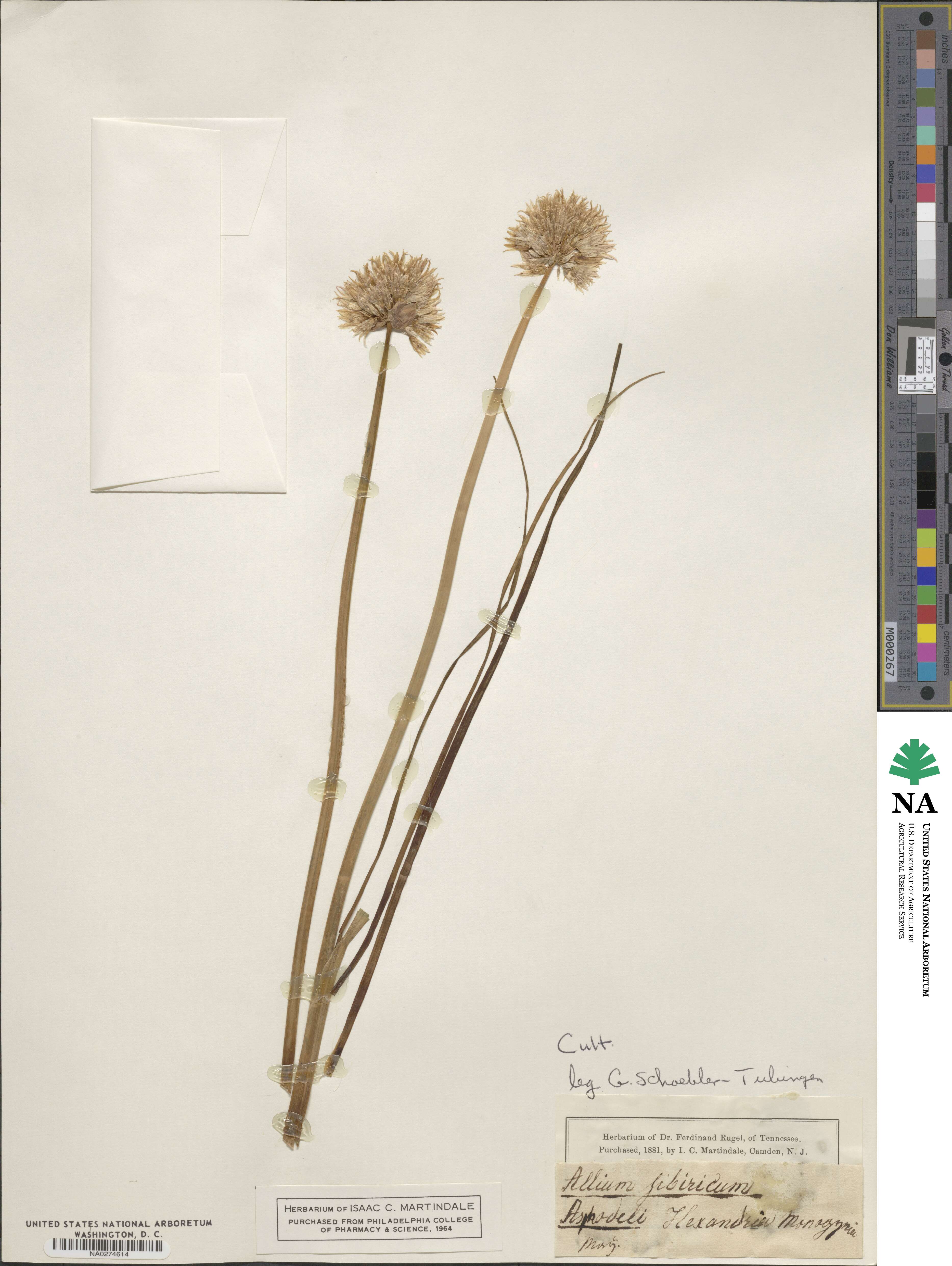 Allium schoenoprasum image