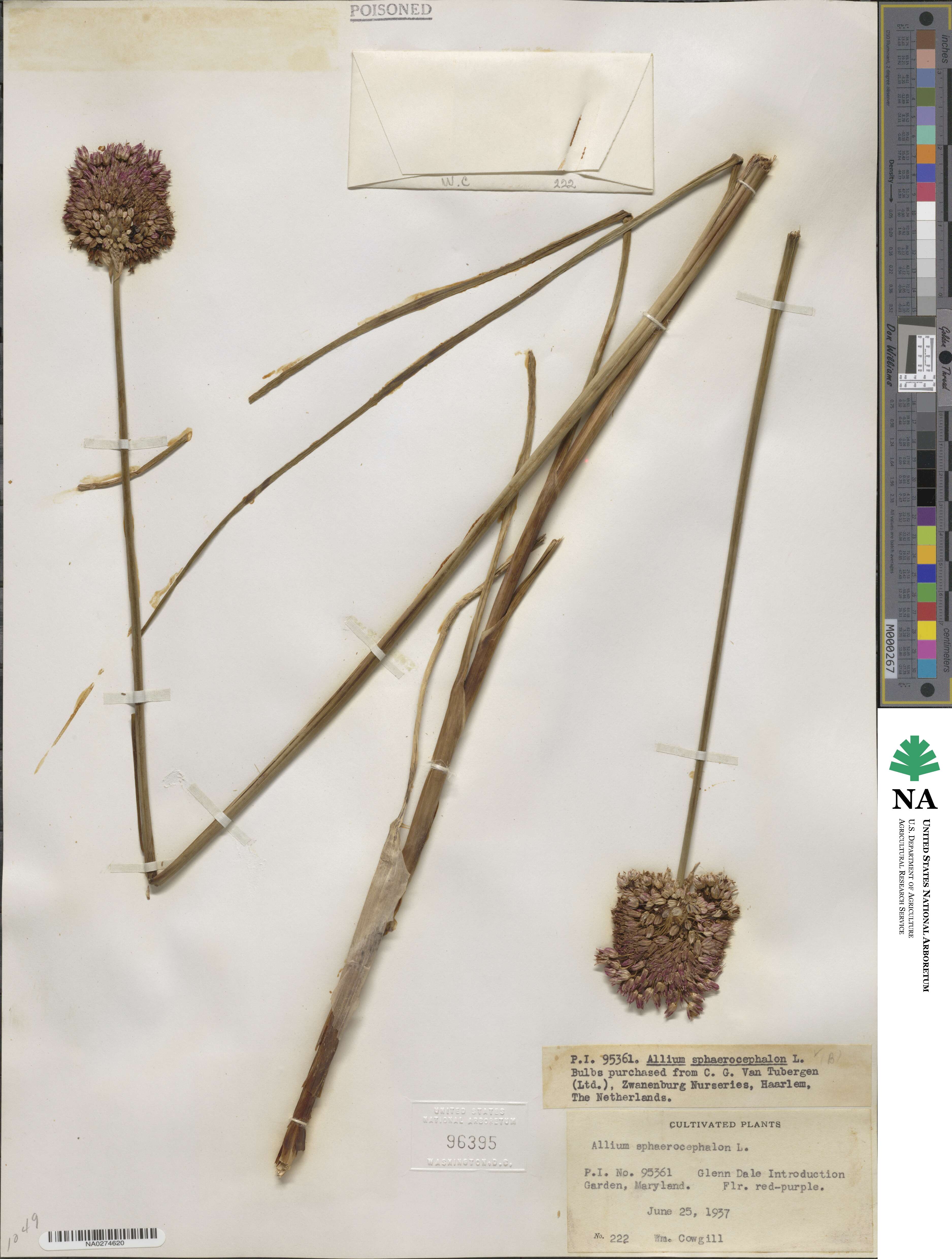 Allium sphaerocephalon image