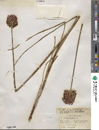 Allium sphaerocephalon image