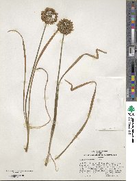 Allium thunbergii image