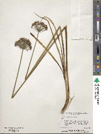 Allium tuberosum image