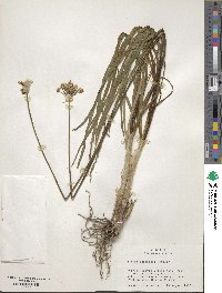 Allium tuberosum image