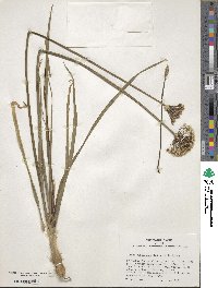 Allium tuberosum image