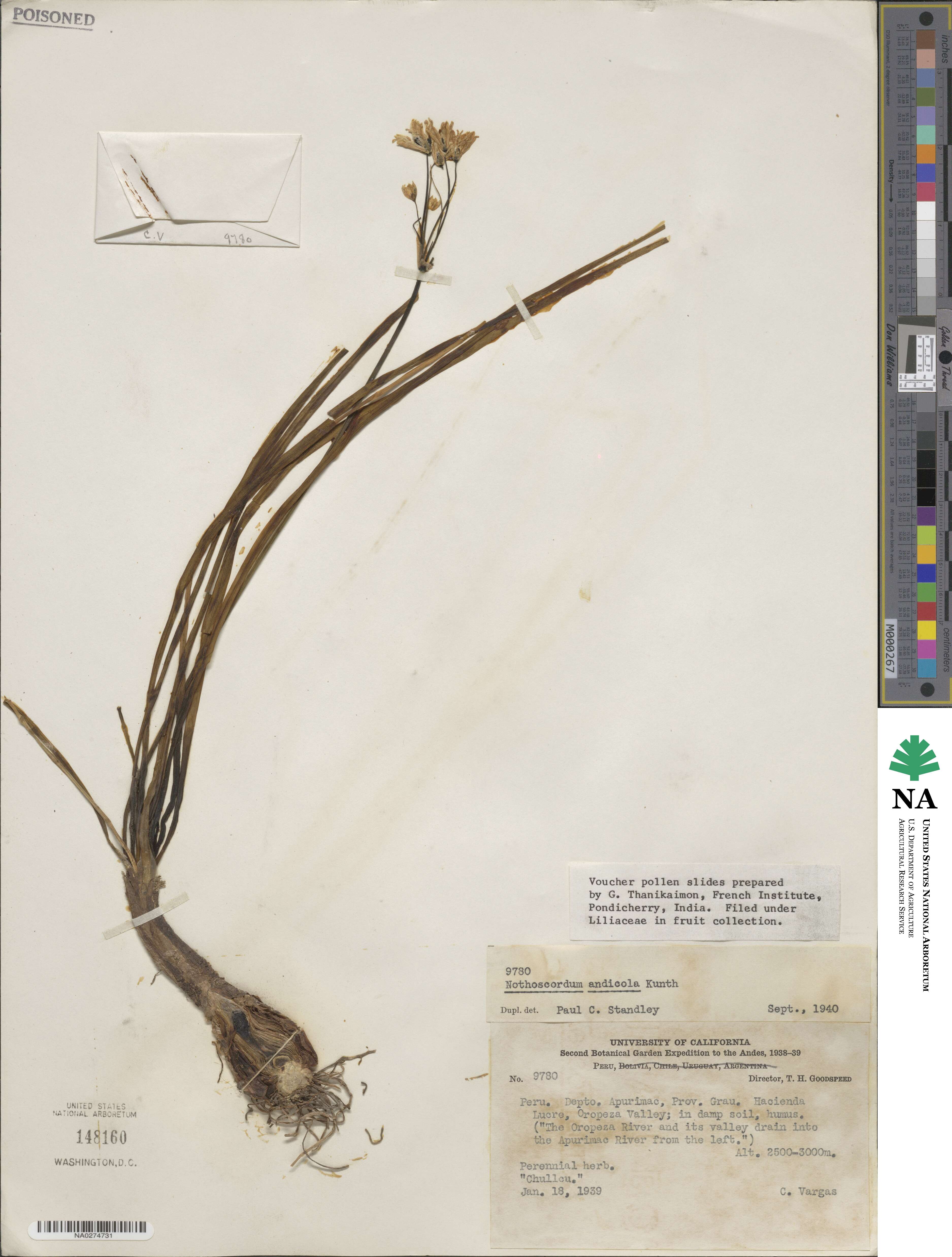 Nothoscordum andicolum image