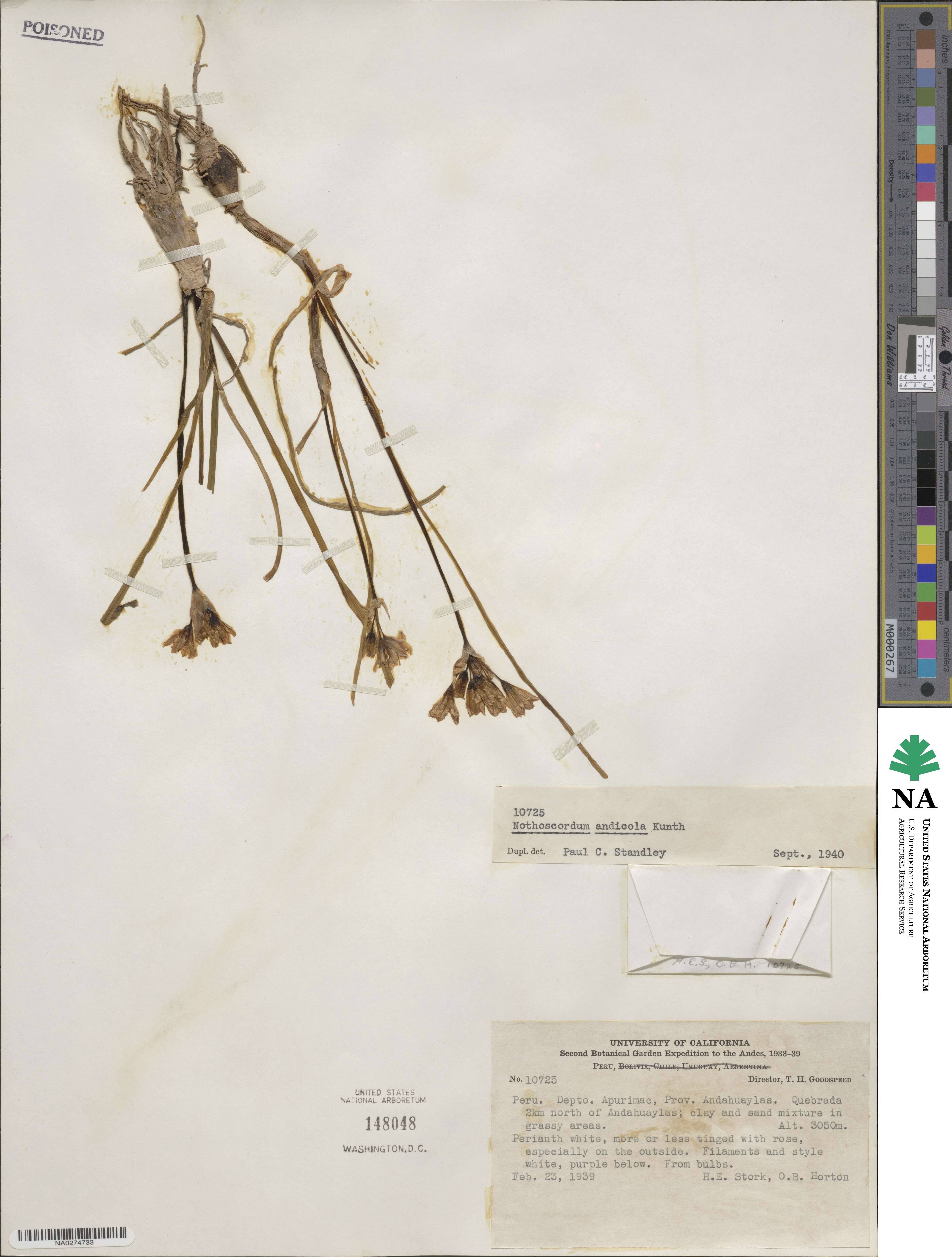 Nothoscordum andicolum image