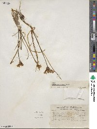 Nothoscordum andicolum image