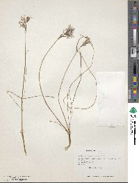 Image of Nothoscordum vernum