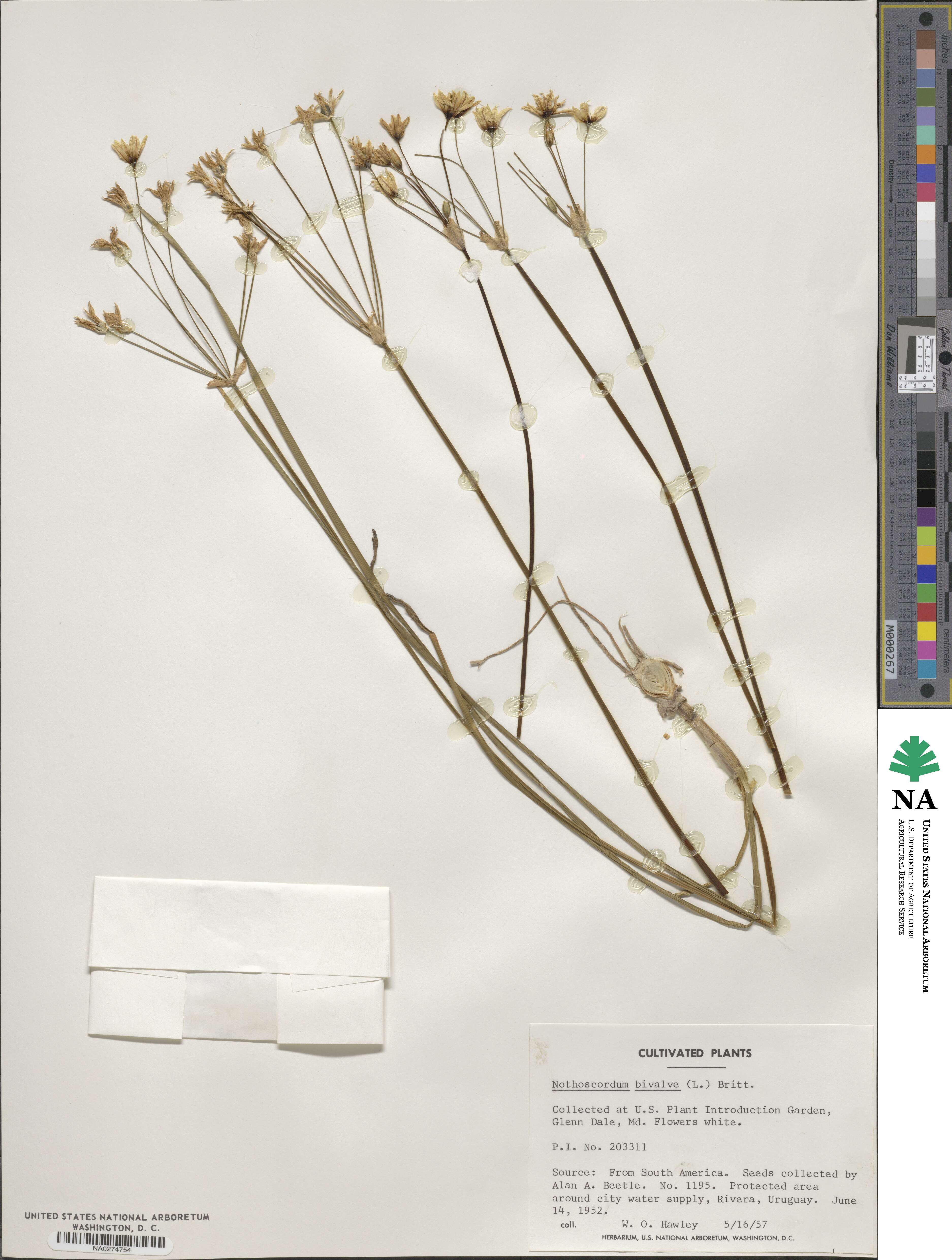 Nothoscordum bivalve image