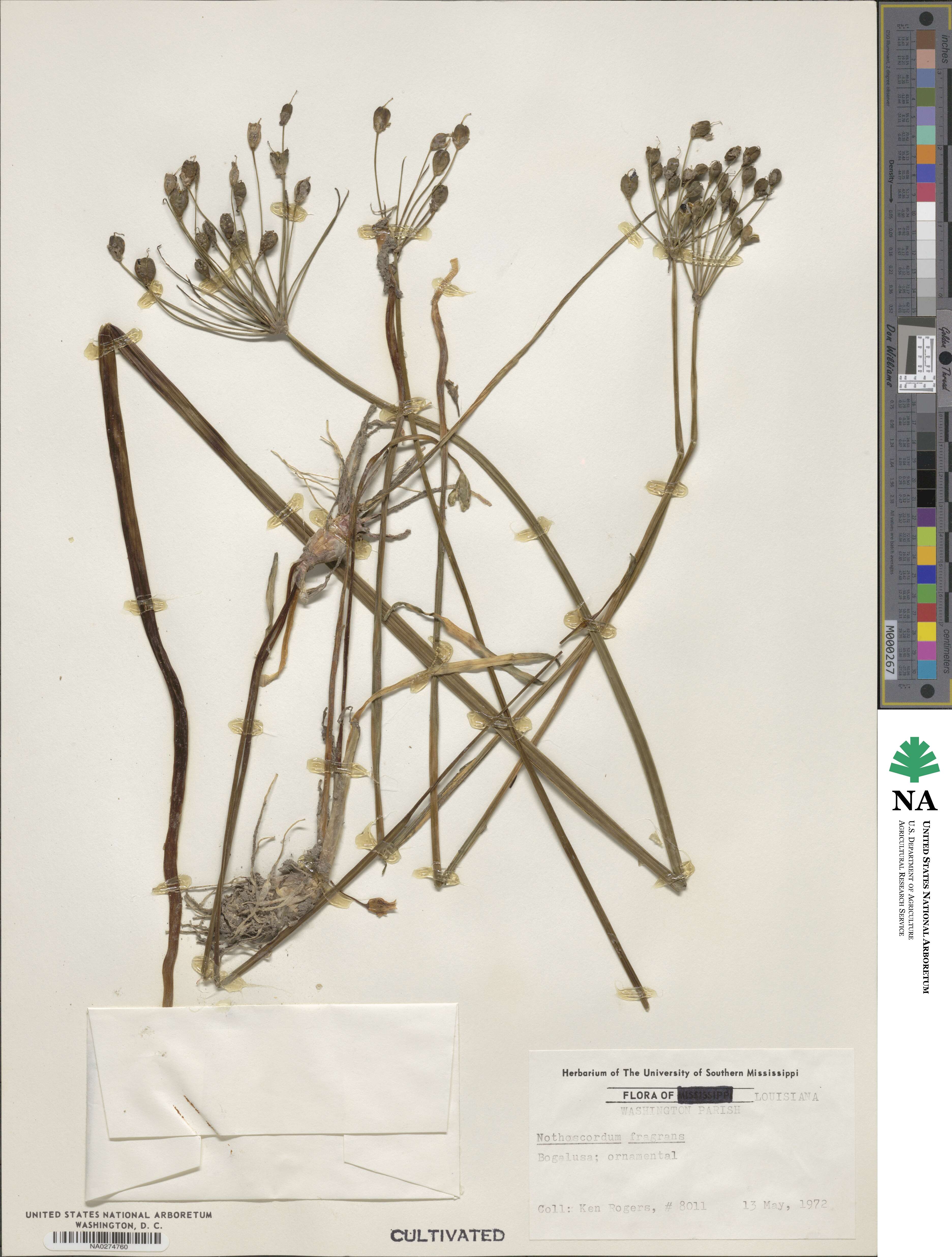 Nothoscordum gracile var. gracile image