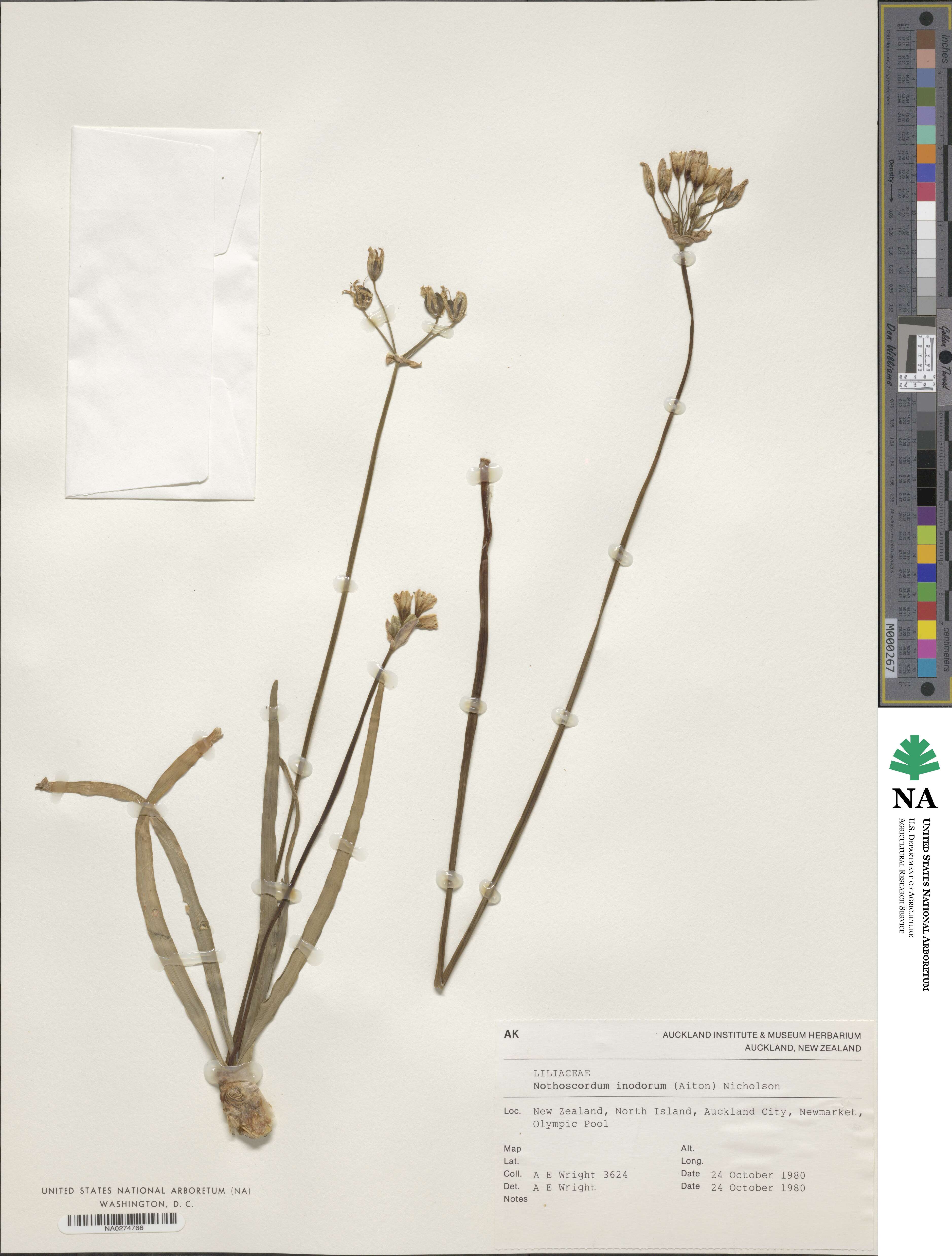 Allium neapolitanum image