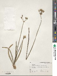 Allium neapolitanum image