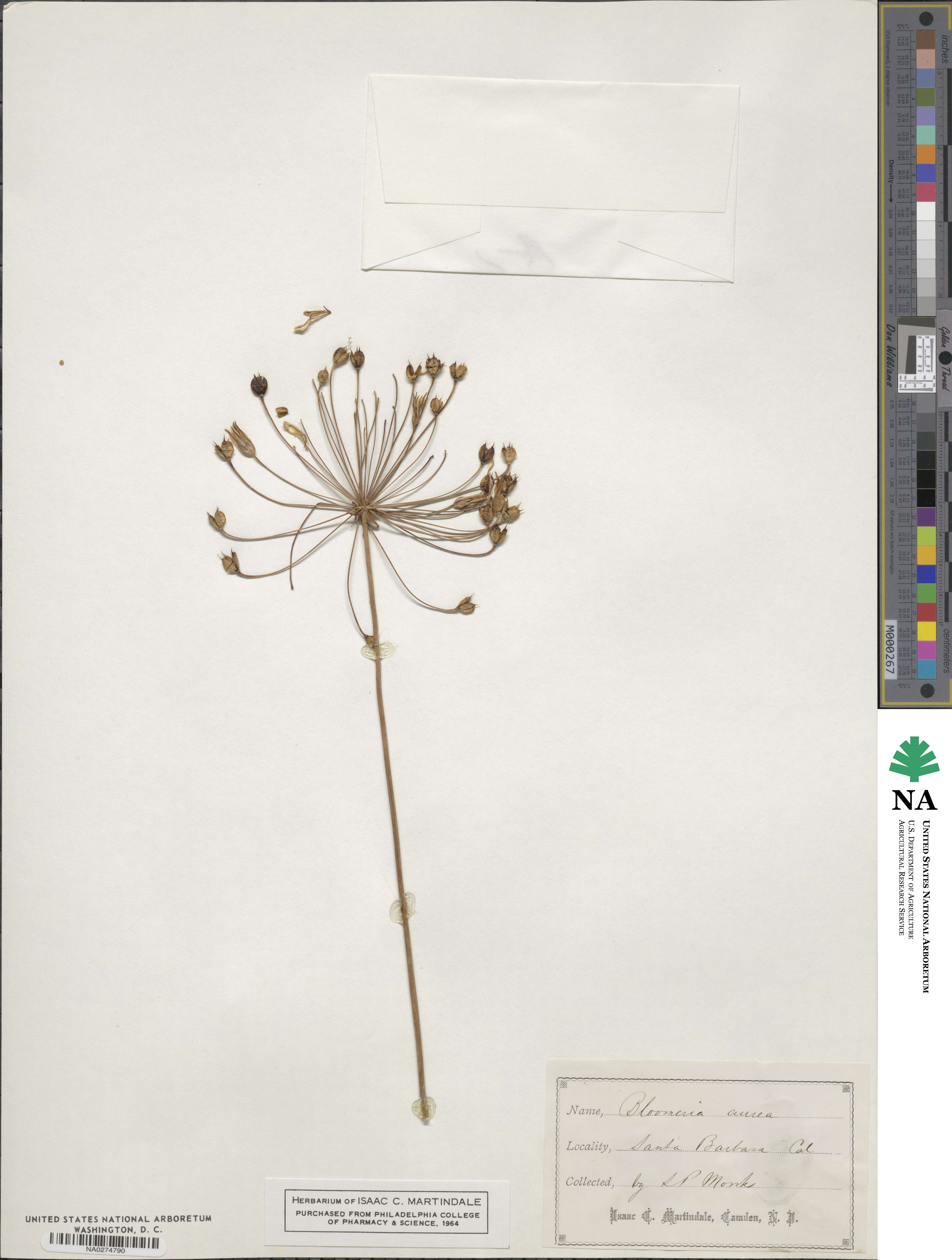 Bloomeria crocea image