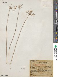 Bloomeria crocea image