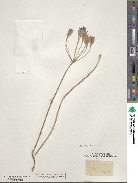 Triteleia bridgesii image