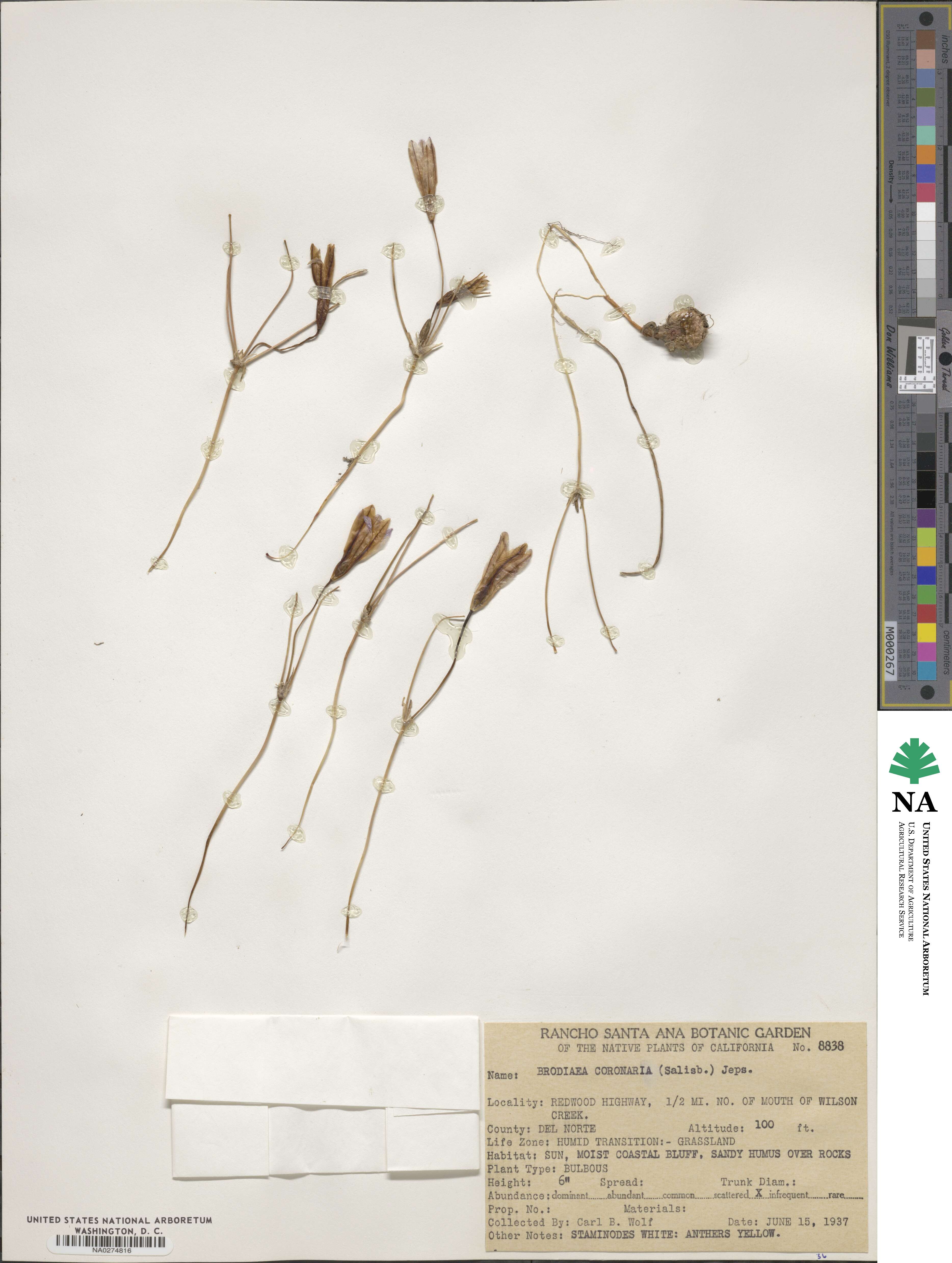 Brodiaea coronaria image