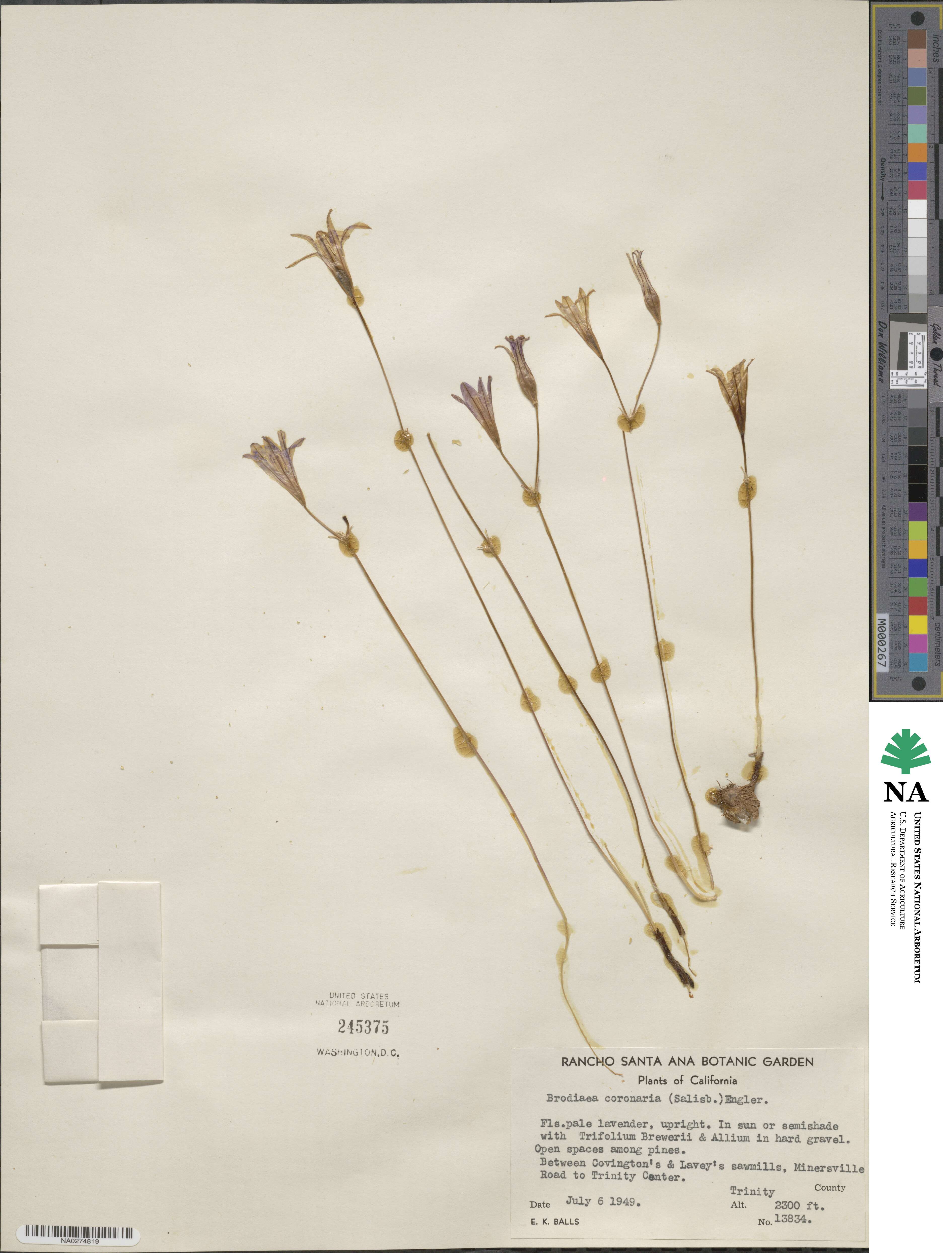 Brodiaea coronaria image