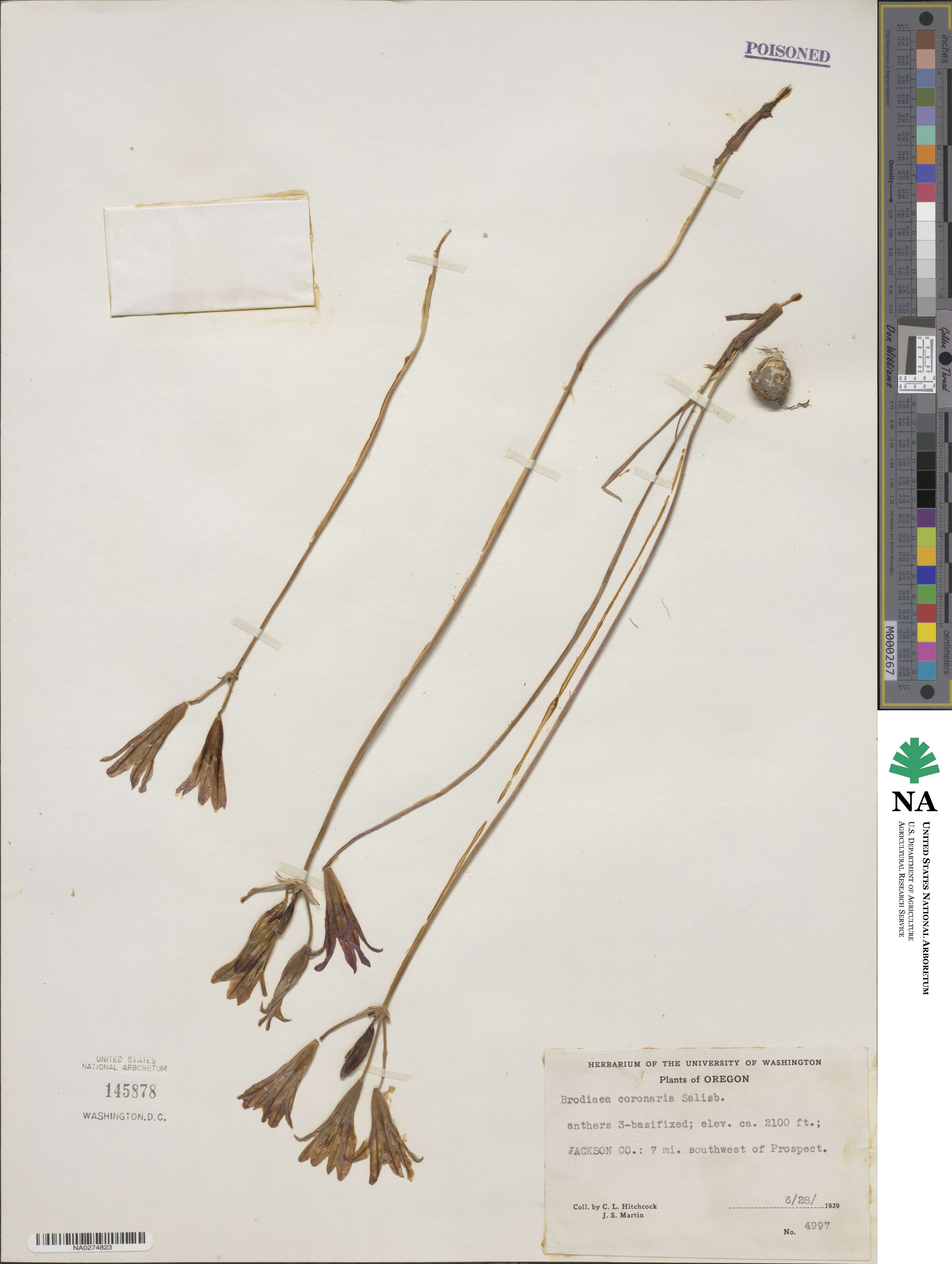 Brodiaea coronaria image