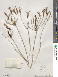 Brodiaea elegans image