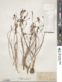 Image of Brodiaea filifolia