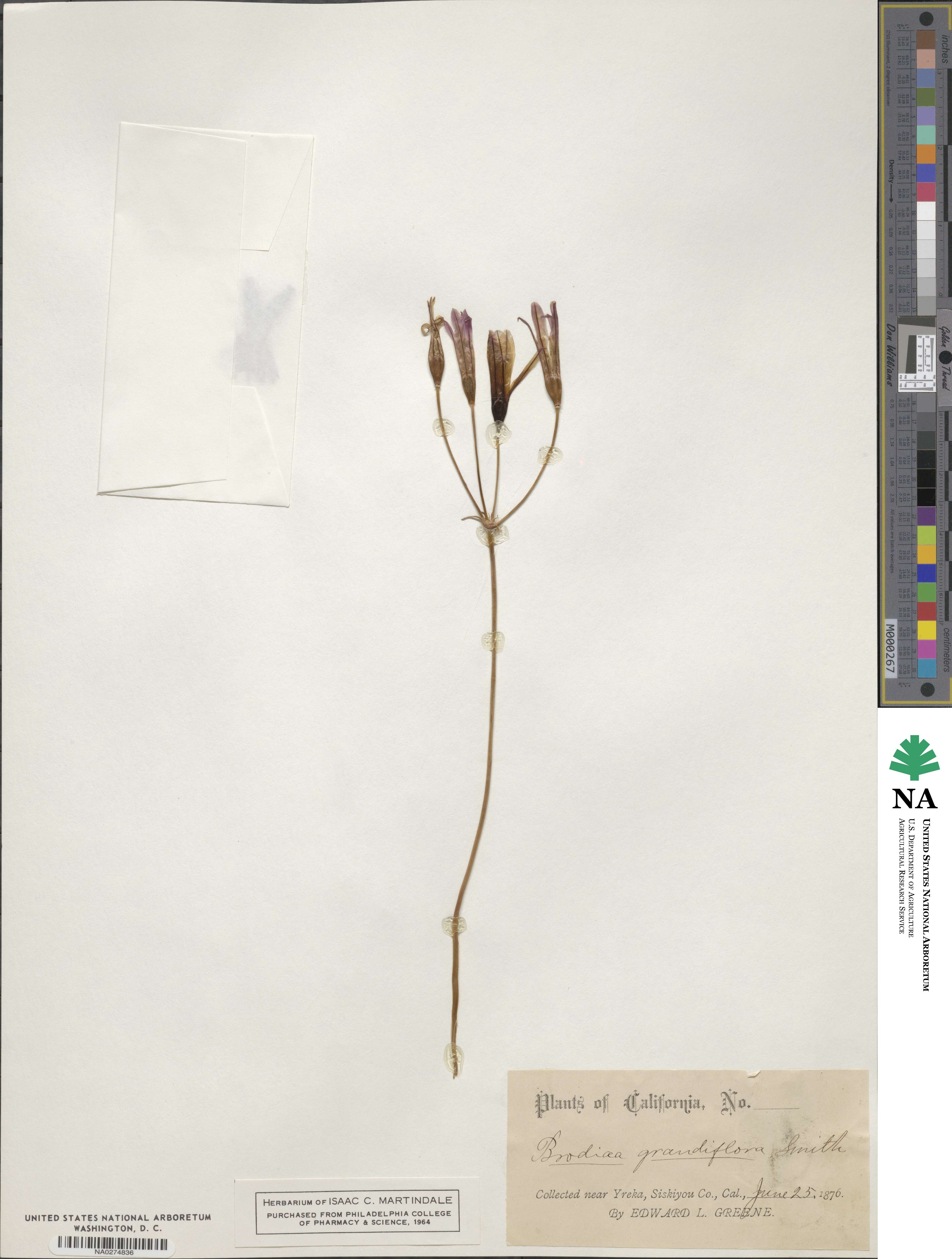 Brodiaea grandiflora image