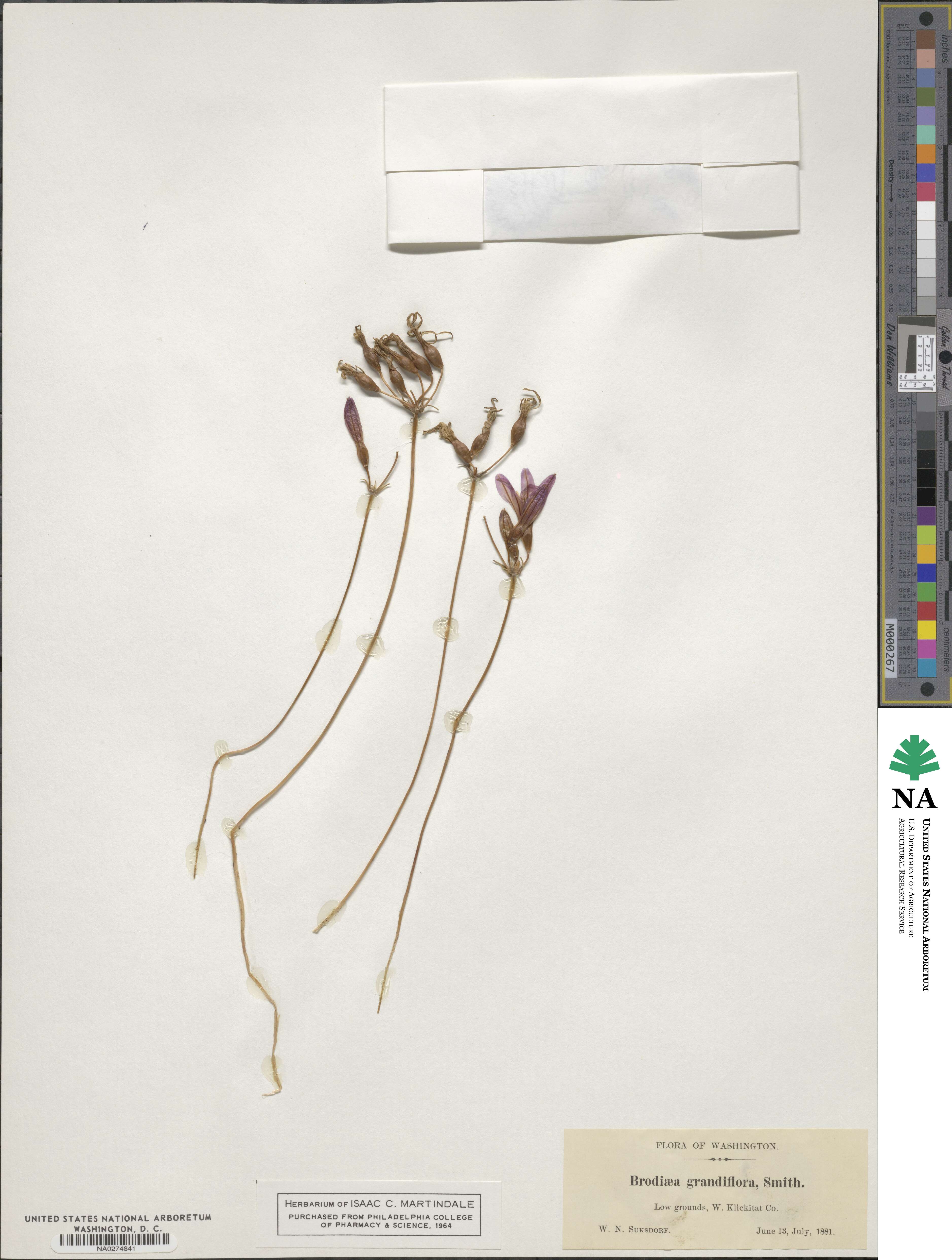 Brodiaea image