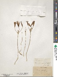 Brodiaea grandiflora image