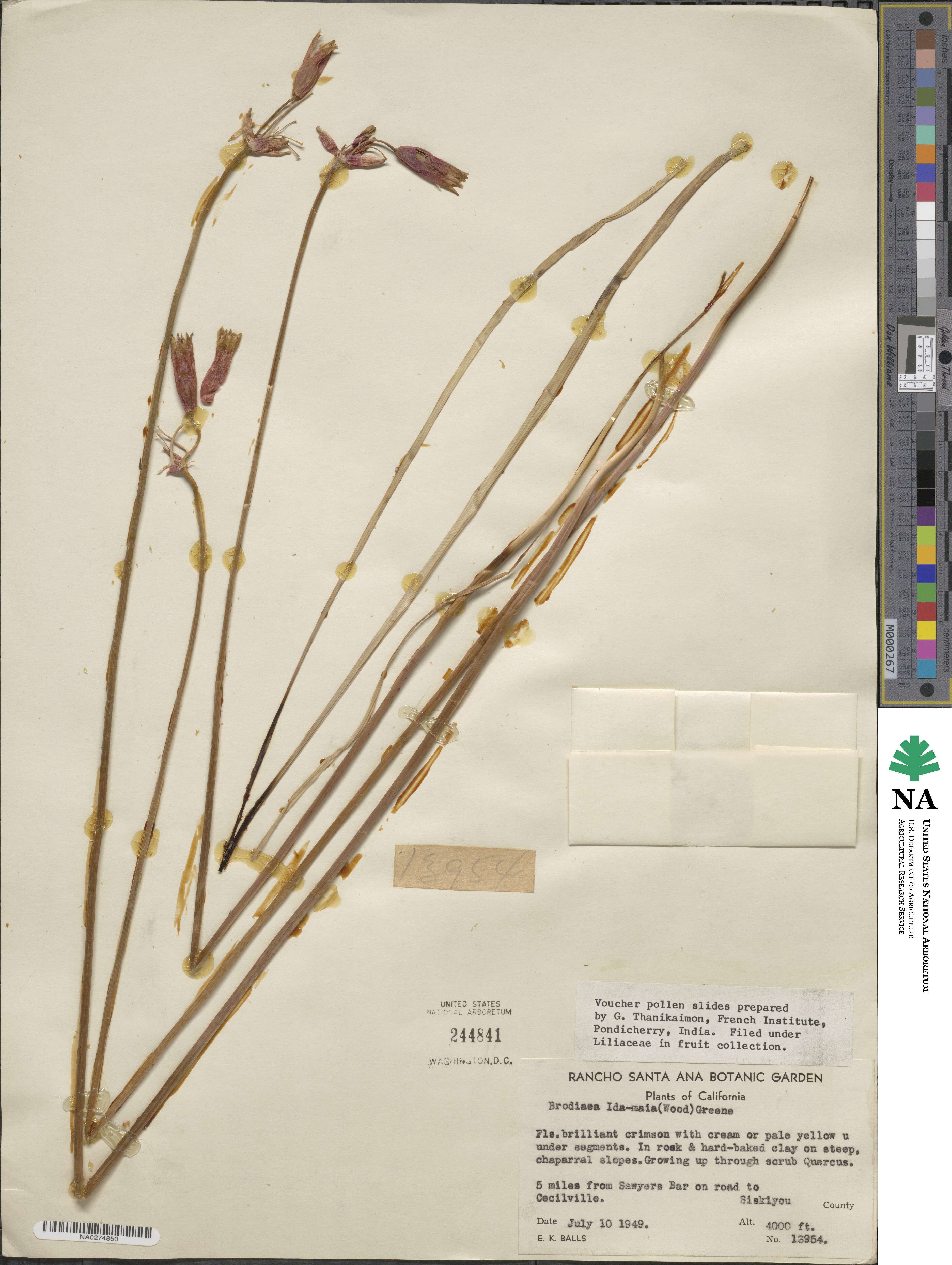 Dichelostemma ida-maia image