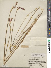 Dichelostemma ida-maia image