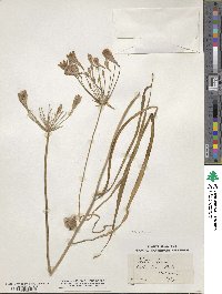 Triteleia laxa image