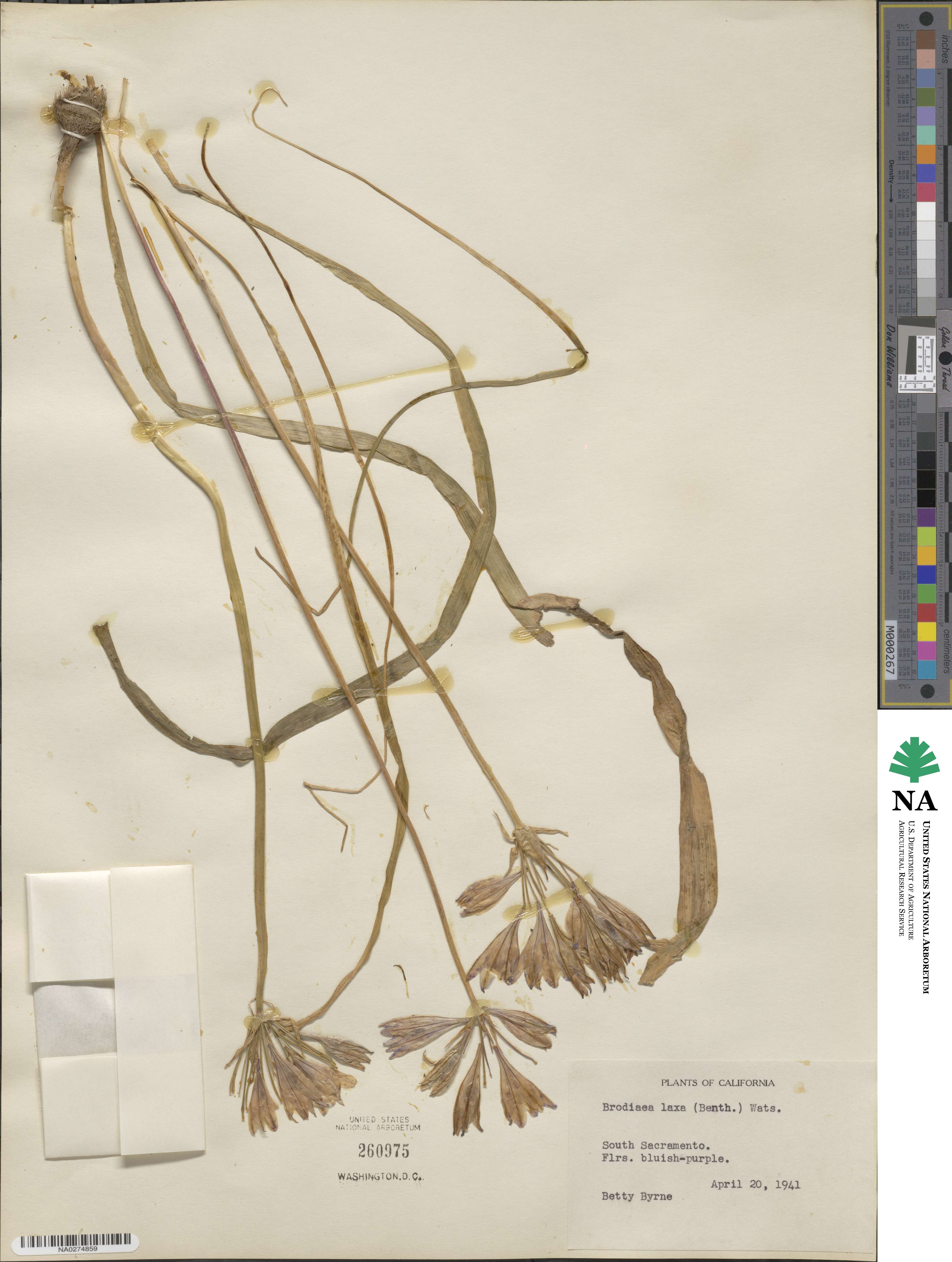 Triteleia laxa image