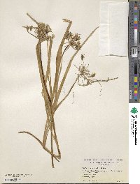 Triteleia ixioides subsp. ixioides image