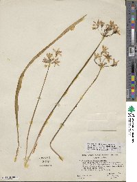 Triteleia ixioides image