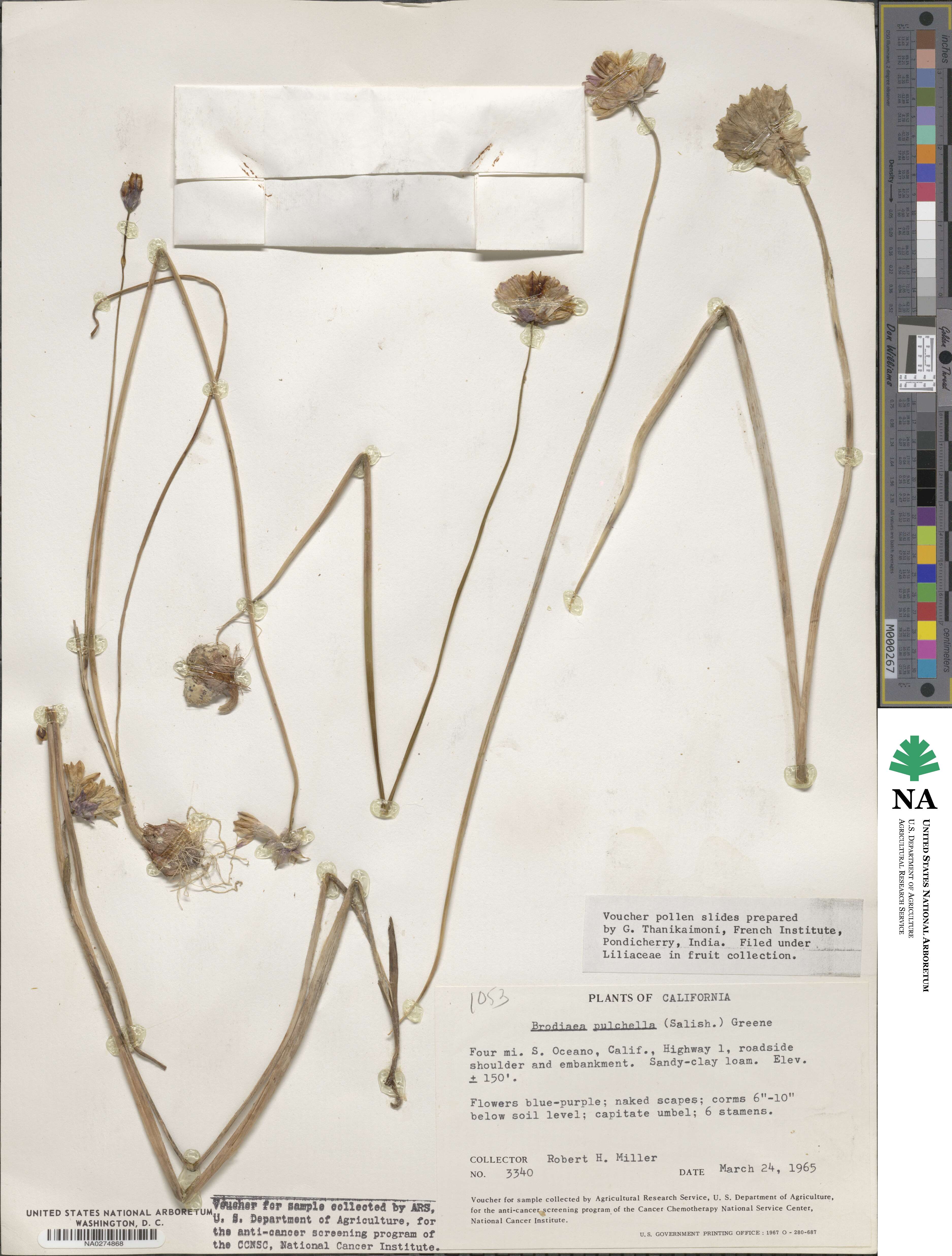 Dichelostemma congestum image