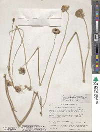 Dichelostemma congestum image