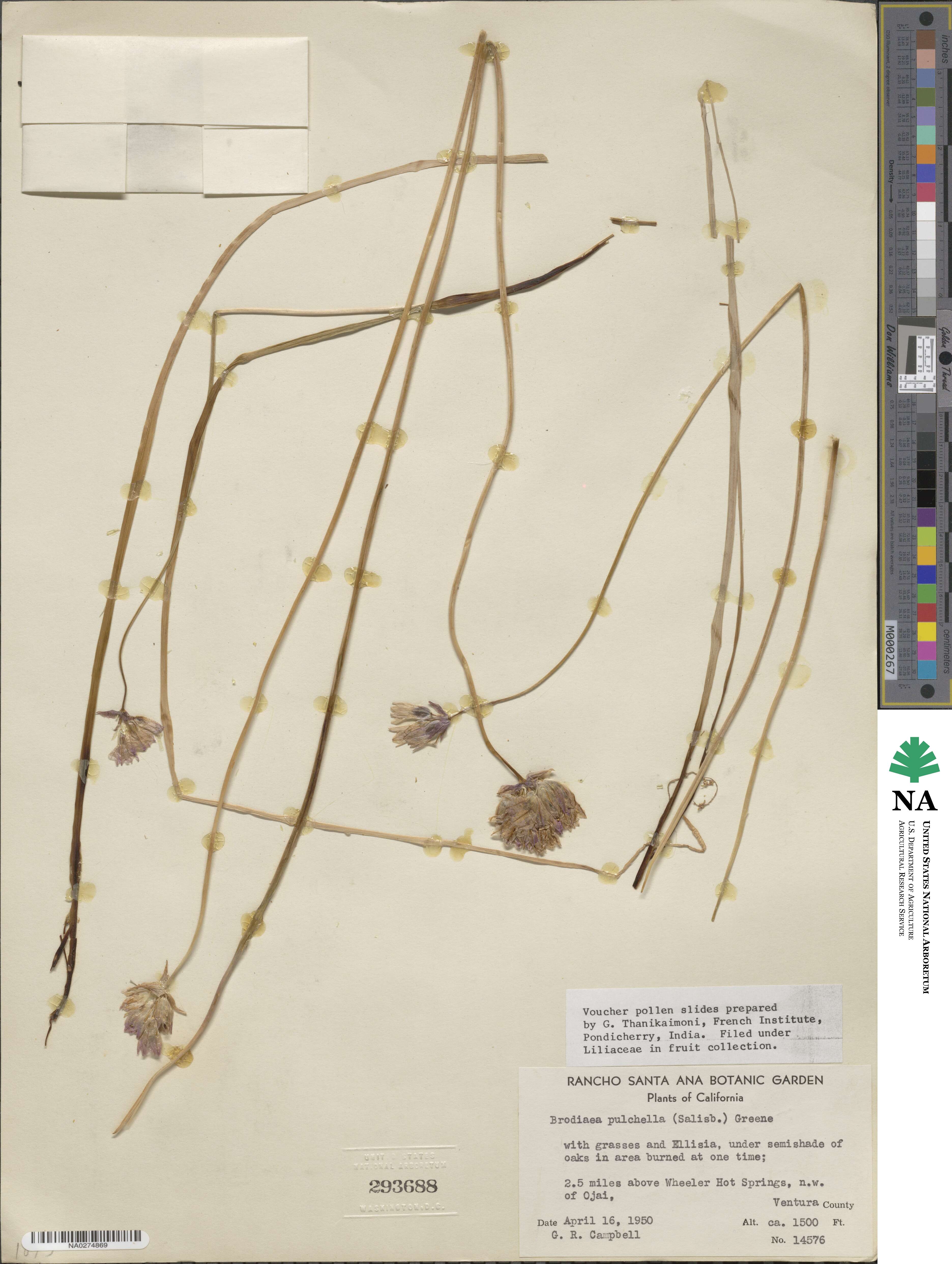 Dichelostemma congestum image