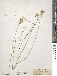 Triteleia grandiflora image