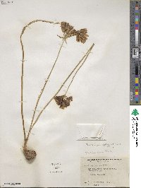 Triteleia grandiflora image