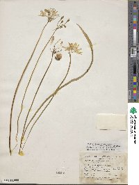 Image of Triteleia hendersonii