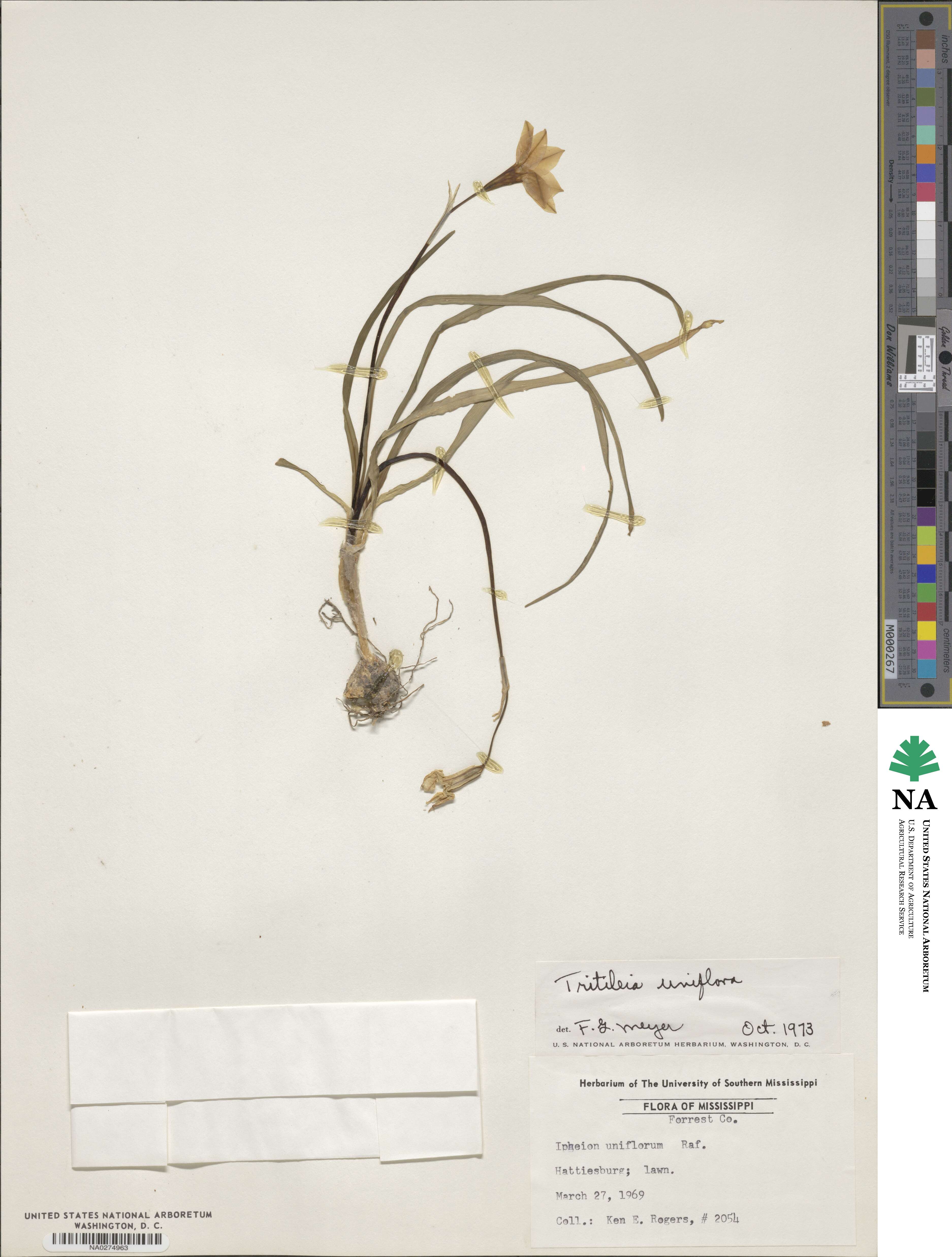 Triteleia uniflora image