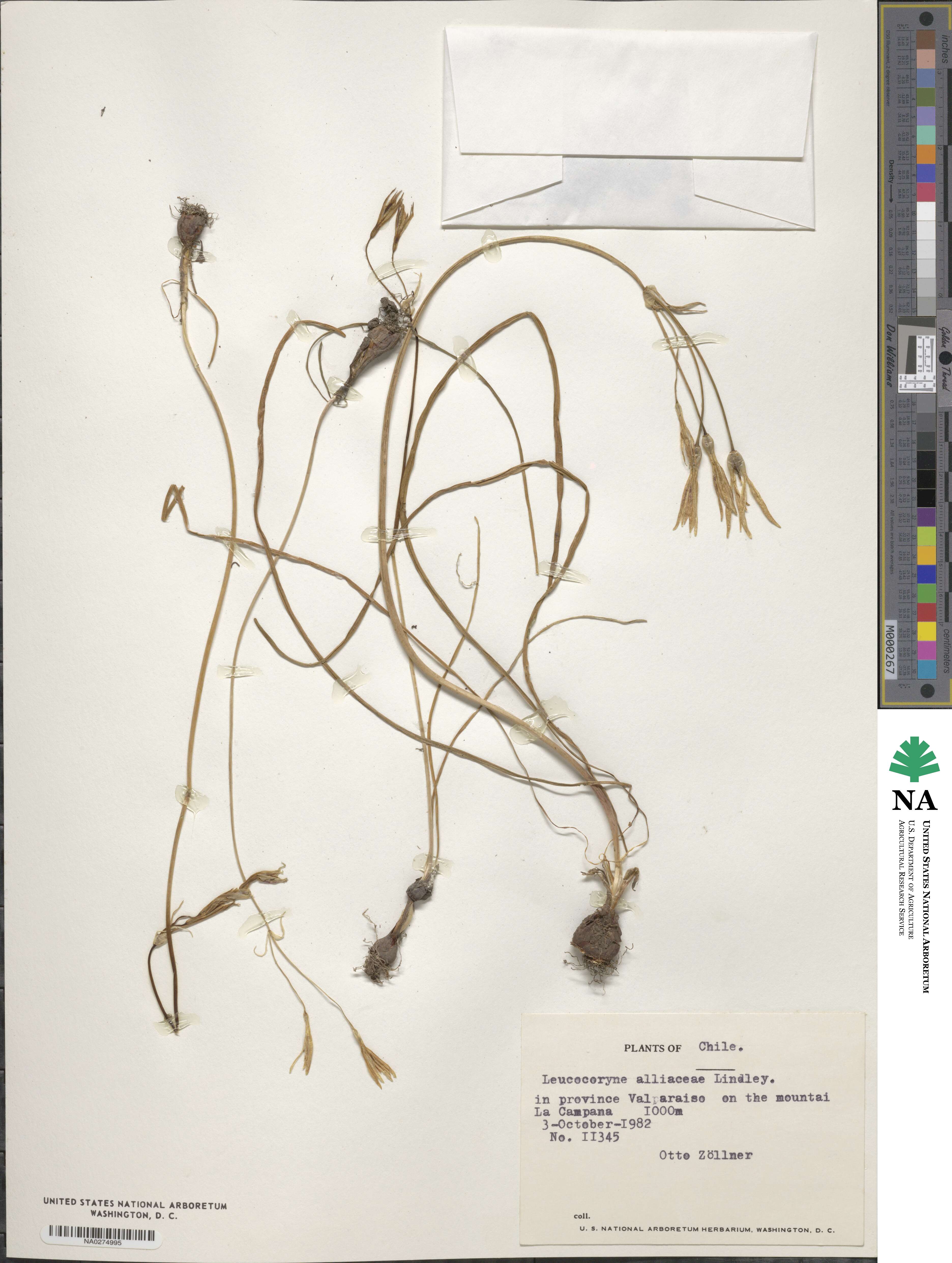 Leucocoryne alliacea image