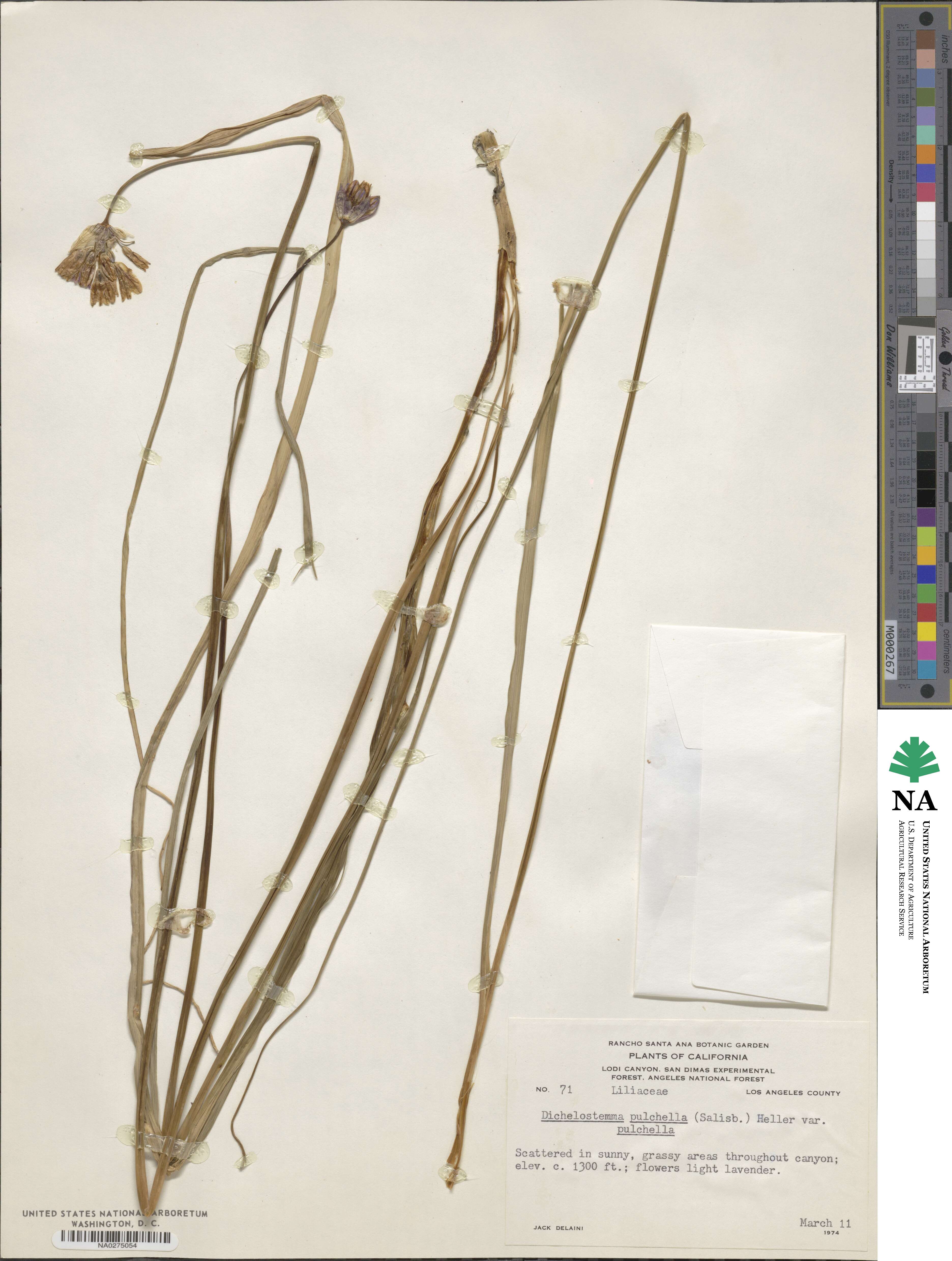 Dichelostemma congestum image