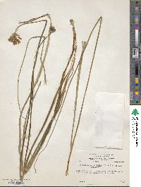 Dichelostemma congestum image