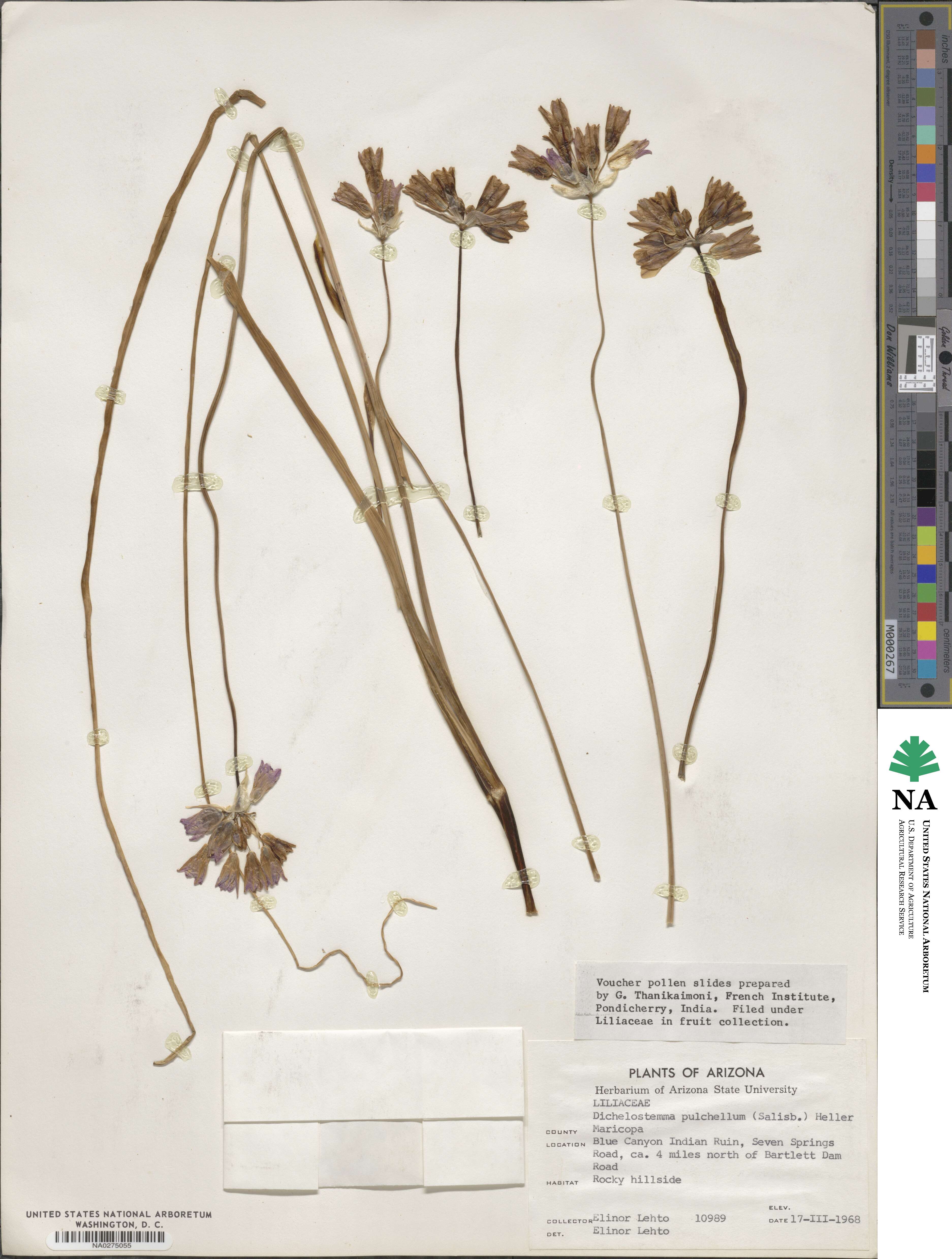 Dichelostemma congestum image