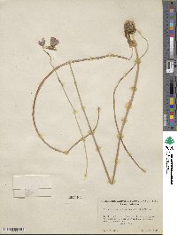 Dichelostemma congestum image