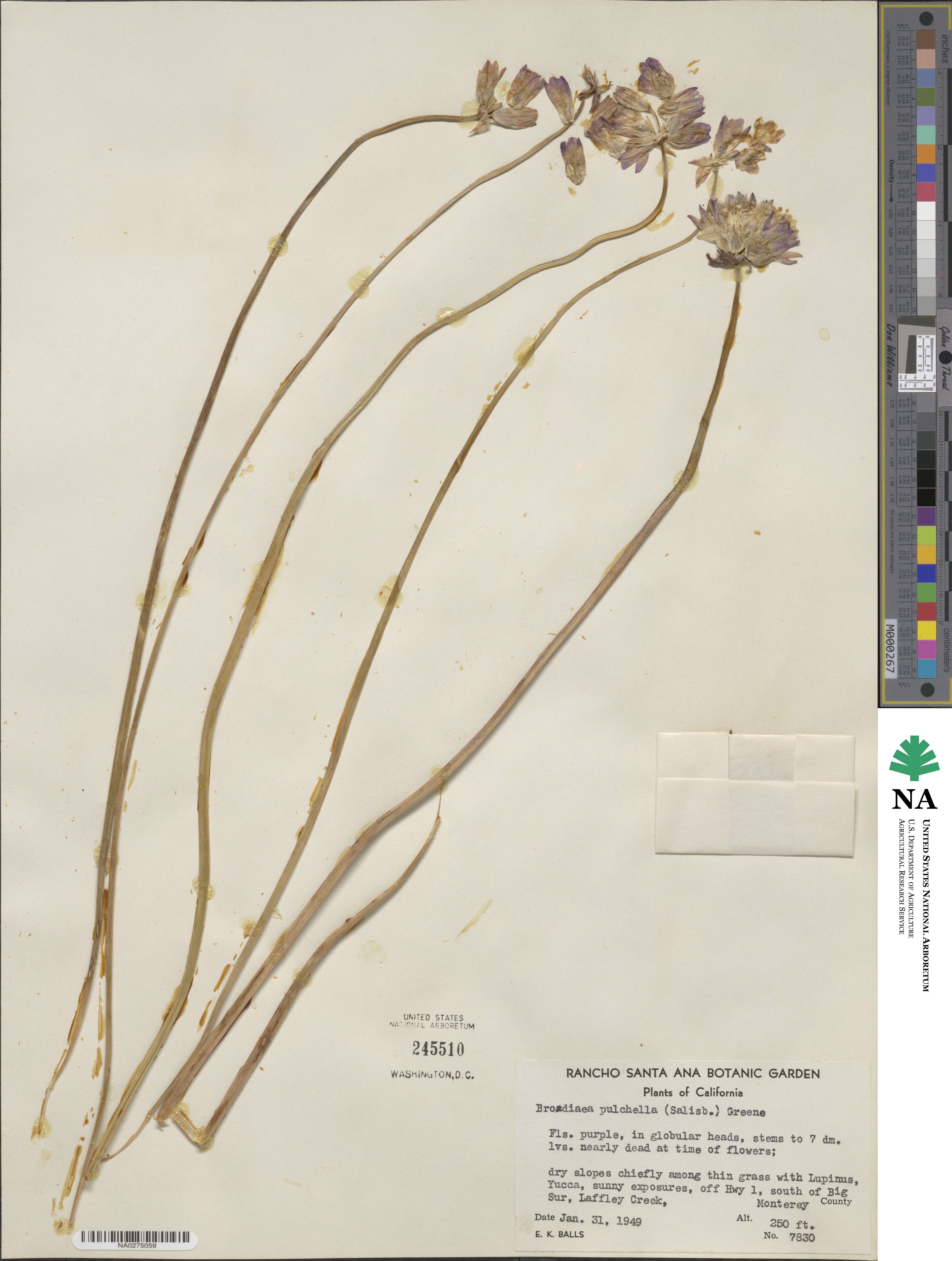 Dichelostemma congestum image