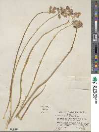 Dichelostemma congestum image